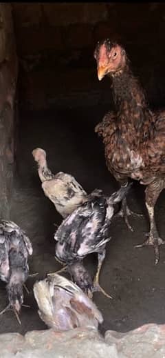 old blood line murgi egg laying 03704678376