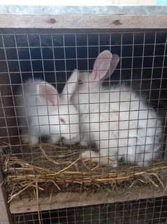 Rabbit Pair