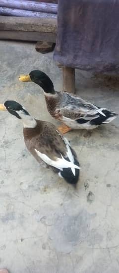 2 duck for sale