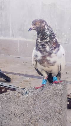 High flyer pigeon kabli kabootar sherazi kabooter kamaggar golden 0