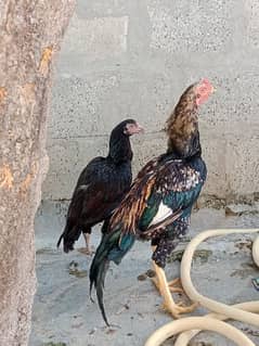 Aseel Pair For Sale