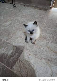 Siamese kittens 0