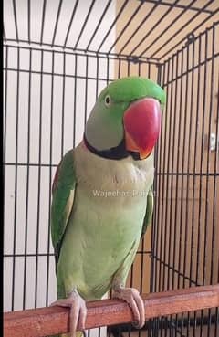 hand tammed talking parrot 0