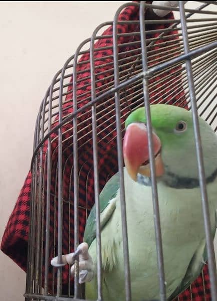 hand tammed talking parrot 1