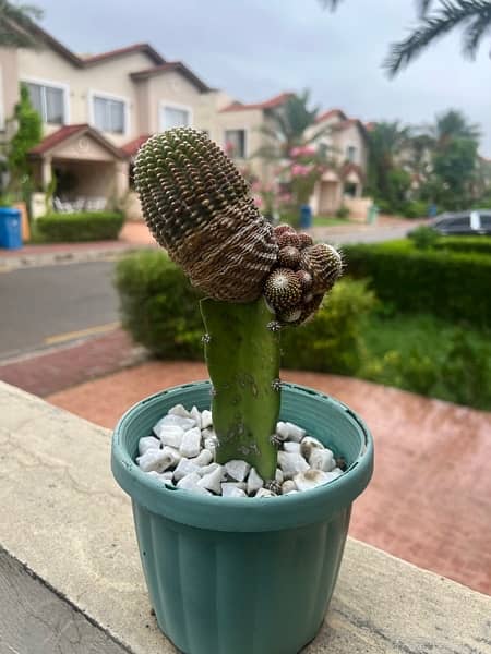 cactus 0