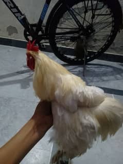 Bantam