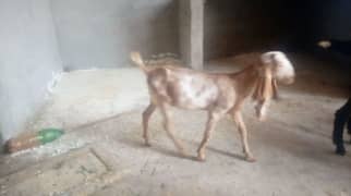 Bakra