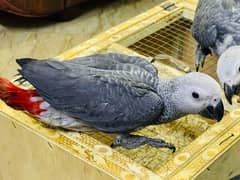 African Grey Covered Chicks