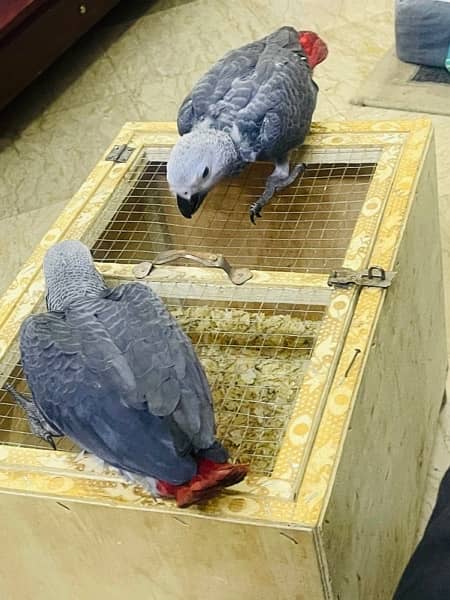 African Grey Covered Chicks 1