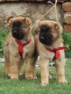 King kurdish Kangal dog pair 2 months for sale security dog