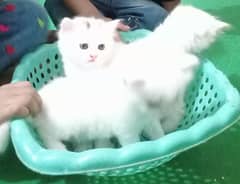 prsion cat in white colour 0