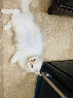 Persian cat