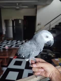 African grey congo