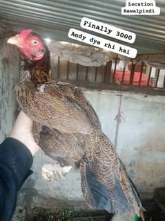 Aseel madi eggs dye rhi hai finally price 03165275173