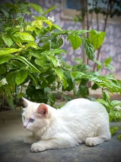 persian cat triple coated