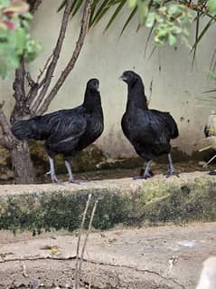 ayam cemani pairs