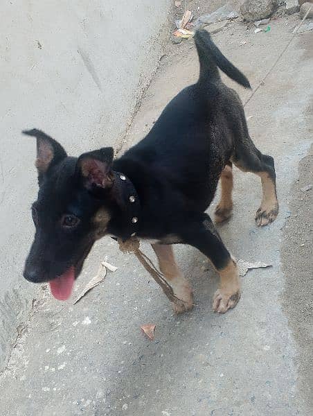 Rottweiler American breed 4