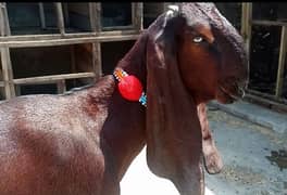 Nagri Breed For Sale