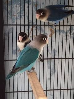 Blue persnata Ino split tino pies fainal 4 hazar age 12 month