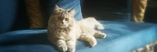 Playful Persian Cat for sale 0