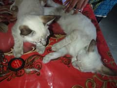 African cats pair for sale in reasonable price