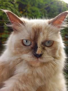 Himalayan Female Cat