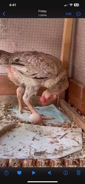 Indian parrot beaks trio egg  laying 1