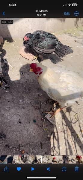 Indian parrot beaks trio egg  laying 3