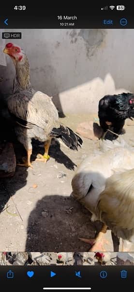 Indian parrot beaks trio egg  laying 5