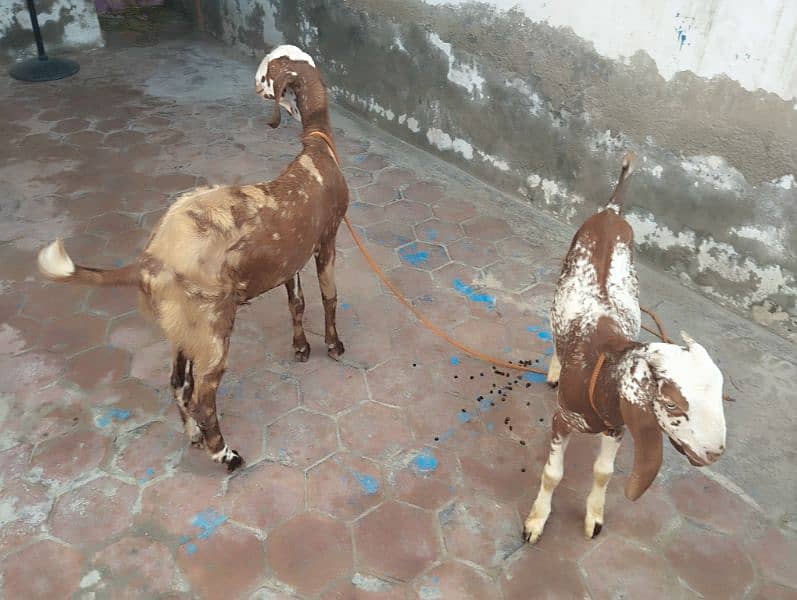 2 male bakry for sale 1