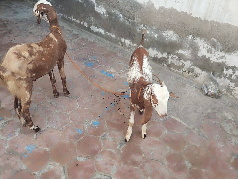 2 male bakry for sale 6