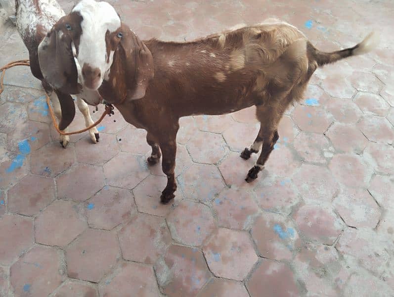 2 male bakry for sale 10