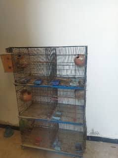 perrots cage