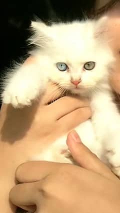 pure Persian cat