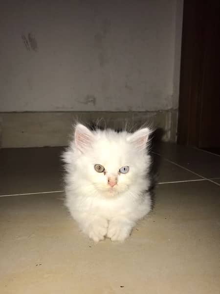 pure Persian cat 2