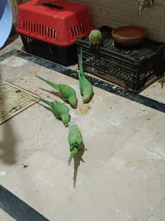 parrots for sale 0