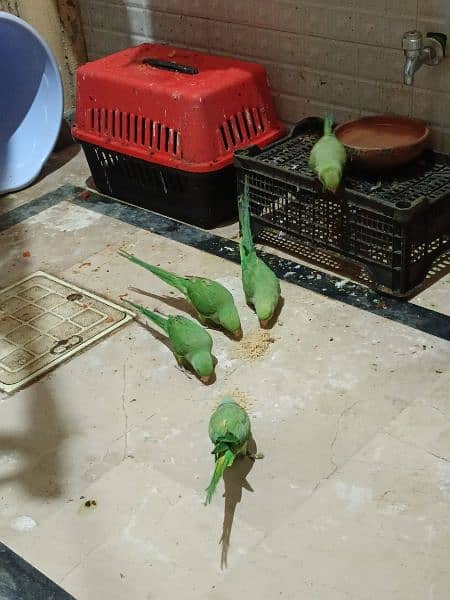 parrots for sale 1