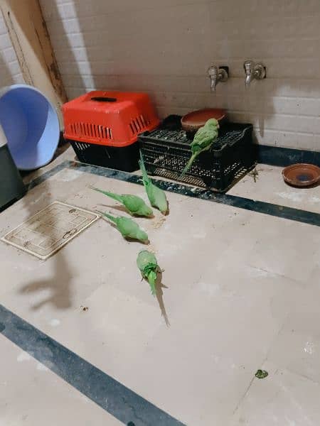 parrots for sale 2