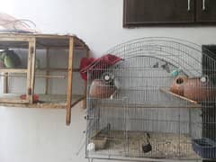 egg laying Australian parrots pairs for sale