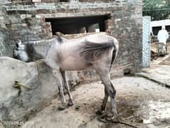 Beautiful sawi dinari female horse for sale hight 60+