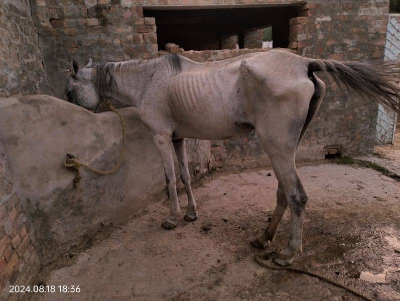 Beautiful sawi dinari female horse for sale hight 60+ 2