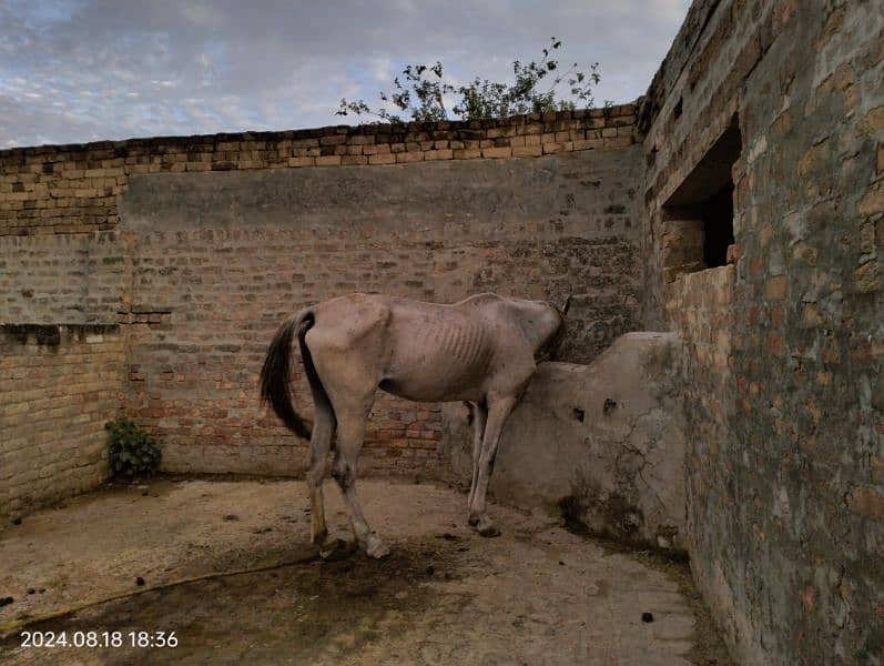 Beautiful sawi dinari female horse for sale hight 60+ 3