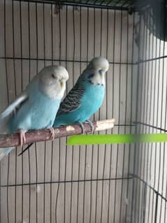 Budgies and Lovebirds for sale