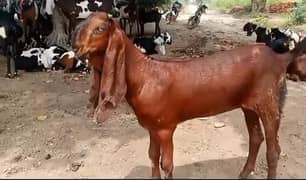 Nagri Breed For Sale