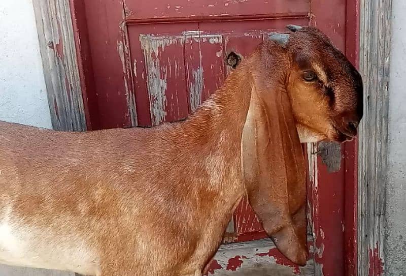 Nagri Breed For Sale 1