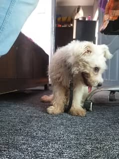 Maltese Maltipoo, Adult Male, playfull and kids friendly house dog.