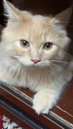 Persian Cat