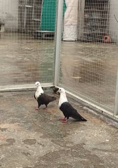 karbalai pigeon for sale