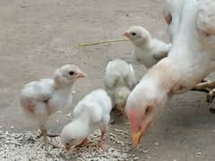 white aseel hen with 4chikes 9 days old