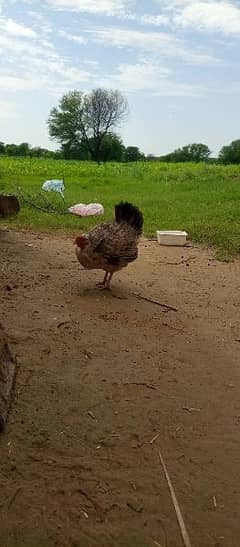 Desi kurak (Broody) hen